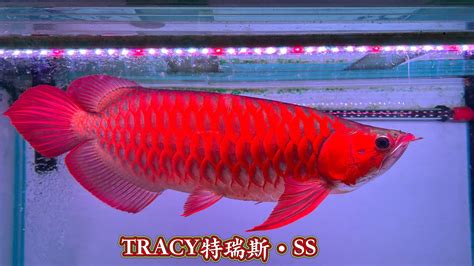 血紅龍魚